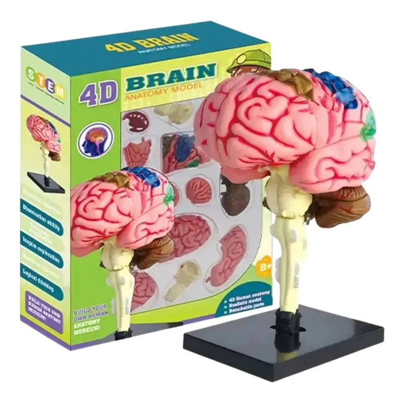 GENERICO - Cerebro Mini Modelo Anatómico 4d Desarmable