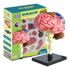 GENERICO - Cerebro Mini Modelo Anatómico 4d Desarmable