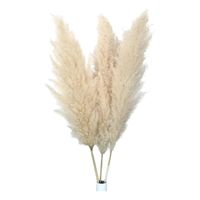 Ramillete De Pampas Naturales O Colas Zorro Para Decoración