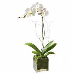 GENERICO - Orquidea