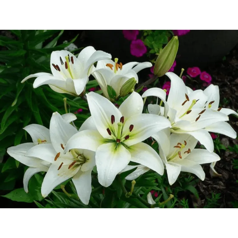 GENERICO - 10 Vara de Lilium a granel