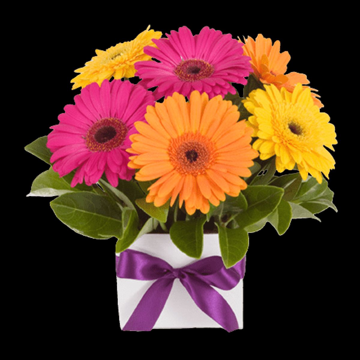 GENERICO - Box Cuadrado de 10 Gerberas Primaveral