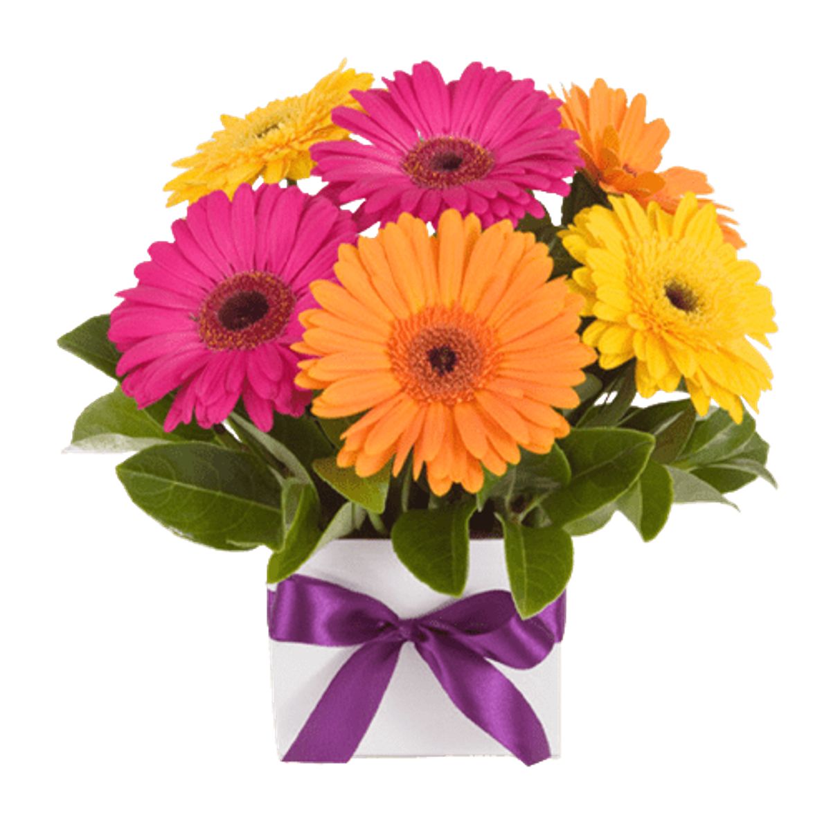 GENERICO - Box Cuadrado de 10 Gerberas Primaveral