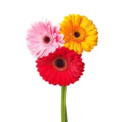 GENERICO - Ramito de 3 Gerberas Primaveral