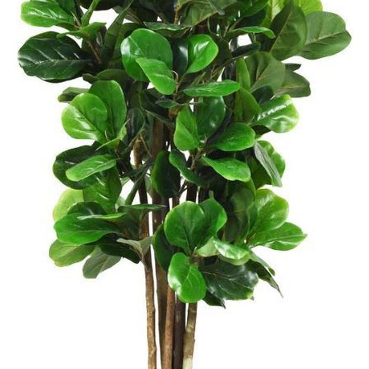 ARBUSTO REAL - Planta Artificial Ficus Lirata 180 cm / 254 hojas Verde