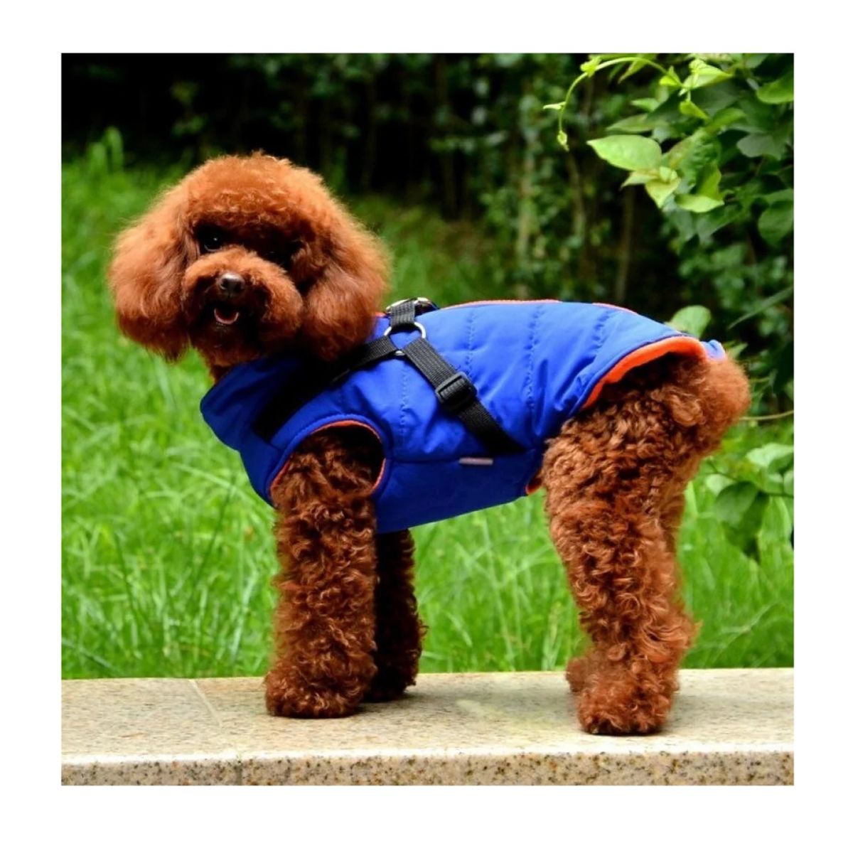 GENERICO - Chaqueta con arnés perro pequeño AZUL Talla L