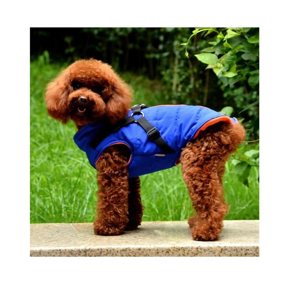 GENERICO - Chaqueta con arnés perro pequeño AZUL Talla L