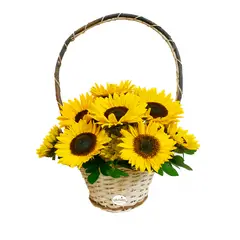 GENERICO - Cestita de 10 Girasoles