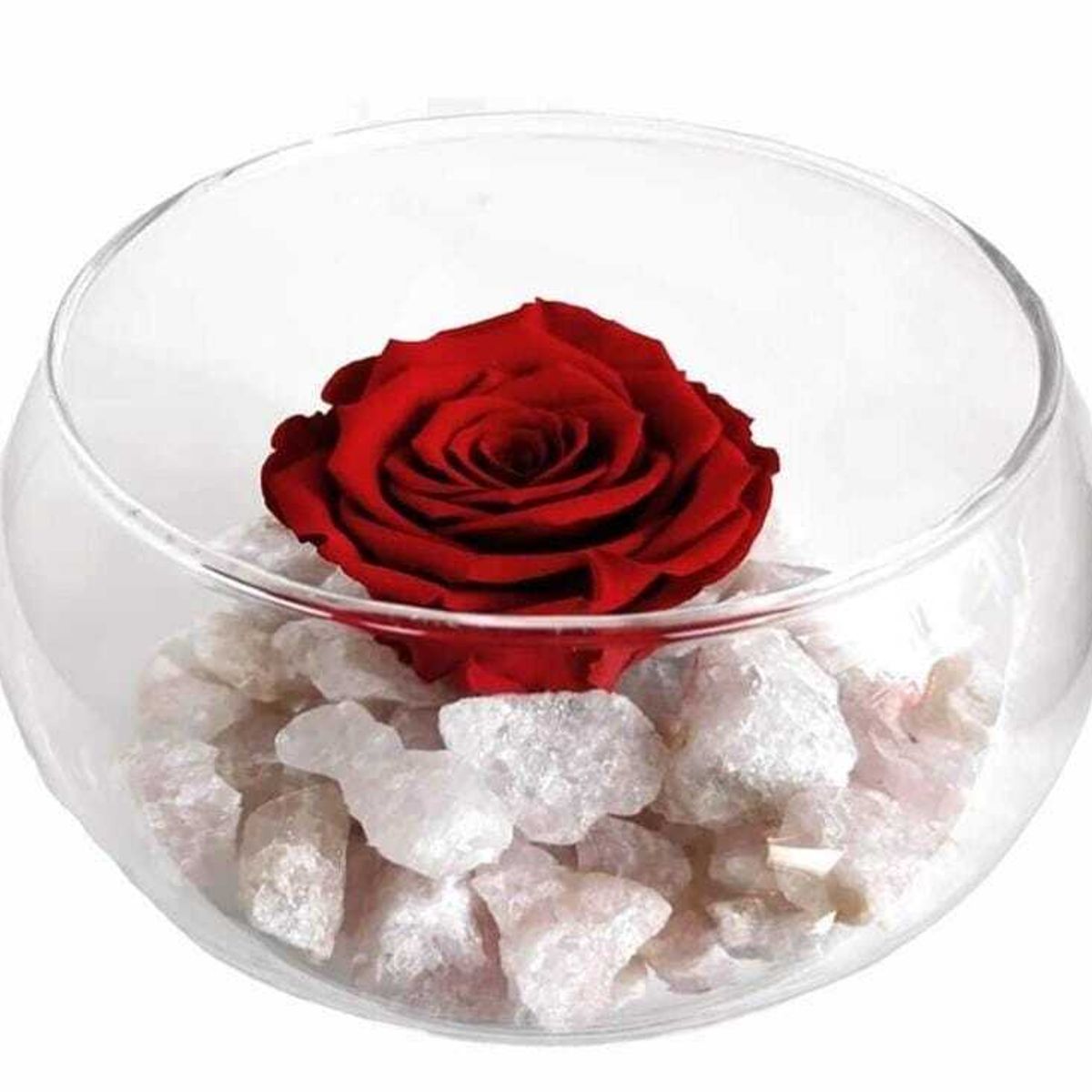 GENERICO - Rosa Roja Preservada en Pecera