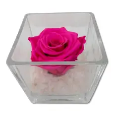 GENERICO - Rosa Fucsia Preservada en Cubo