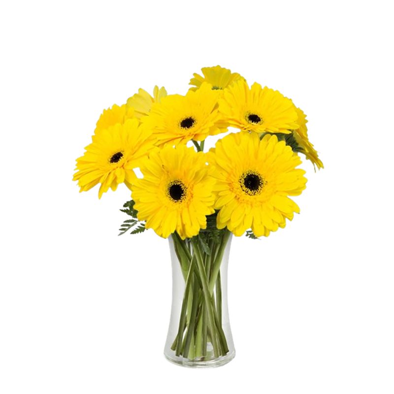 GENERICO - Florero Cilindro de 10 Gerberas Amarillas