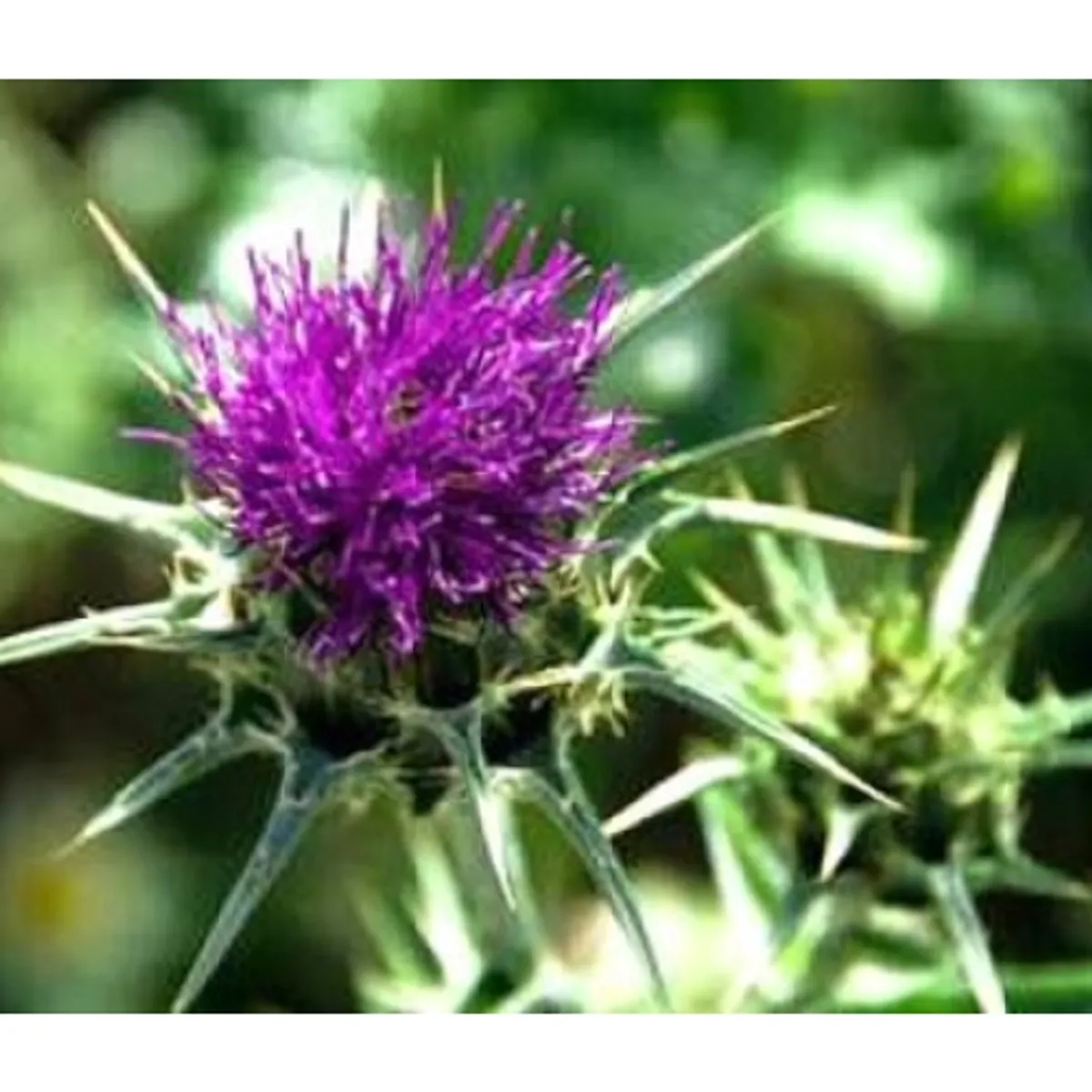 GENERICO - Liver Detox Milk Thistle Silimarina Cuidado Del Higado
