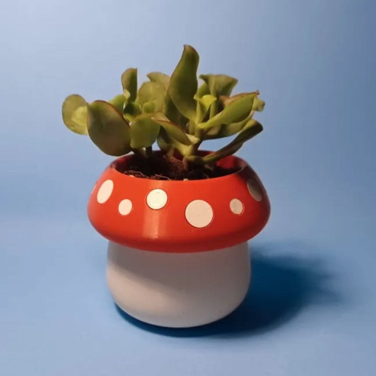 GENERICO - Mini maceta - Diseño Honguito