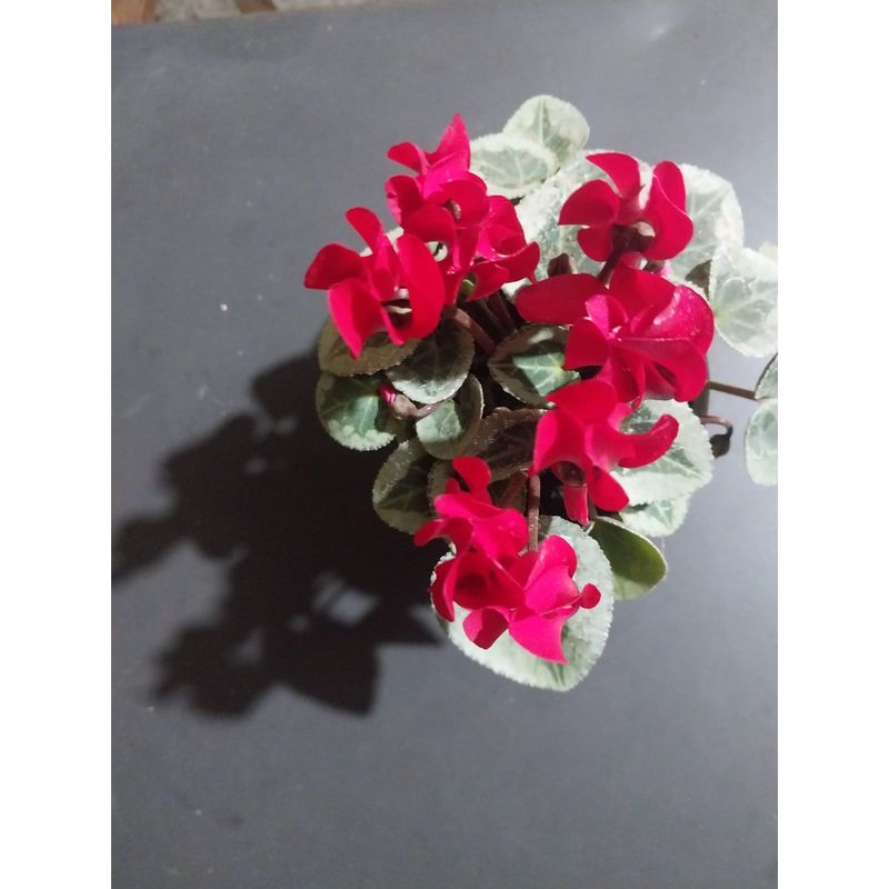 GENERICO - Cyclamen persicum, nombre común violeta de persia, flores color rojas, 20 cm de altura aprox.