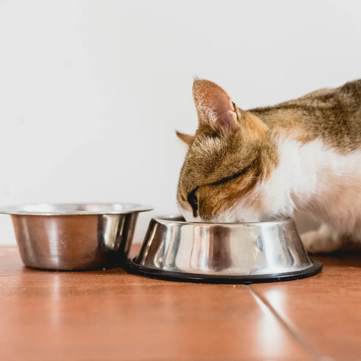 LEFOV - Alimento Para Gatos Natural Cocido Sabor Pollo 500 Gr