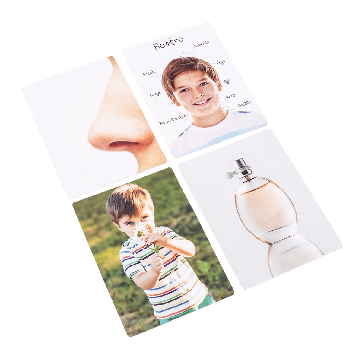 DACTIC - Lámina Partes Del Cuerpo