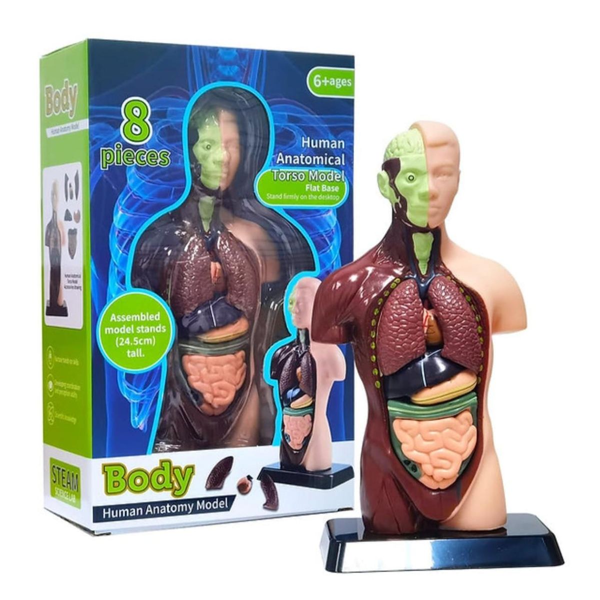 GENERICO - Figura Cuerpo Humano 8 piezas