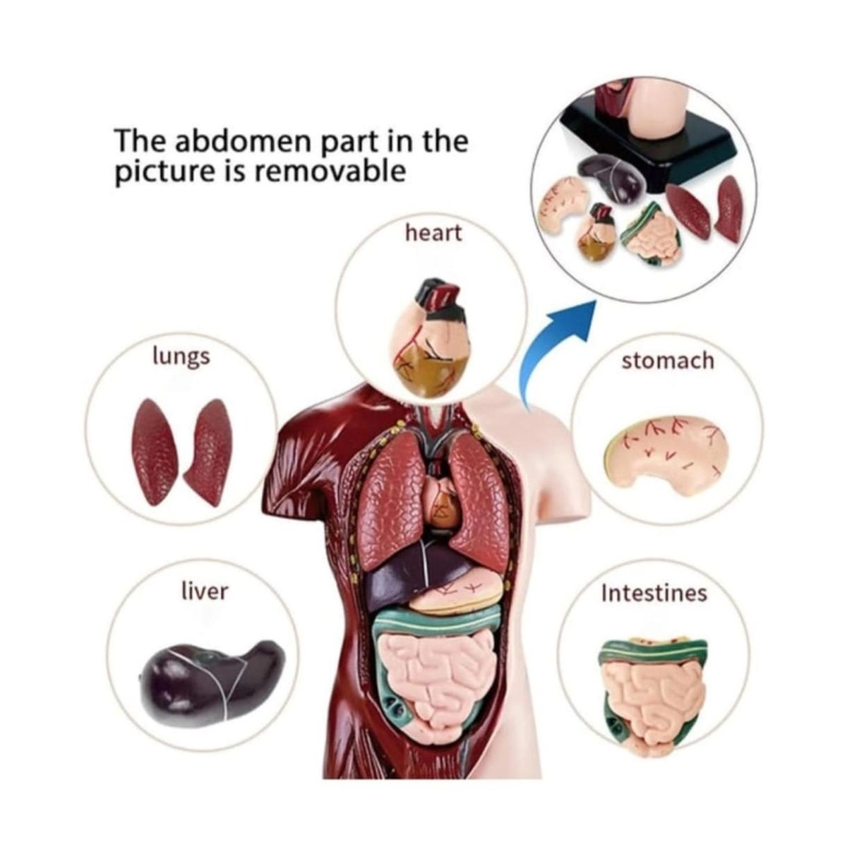 GENERICO - Figura Cuerpo Humano 8 piezas