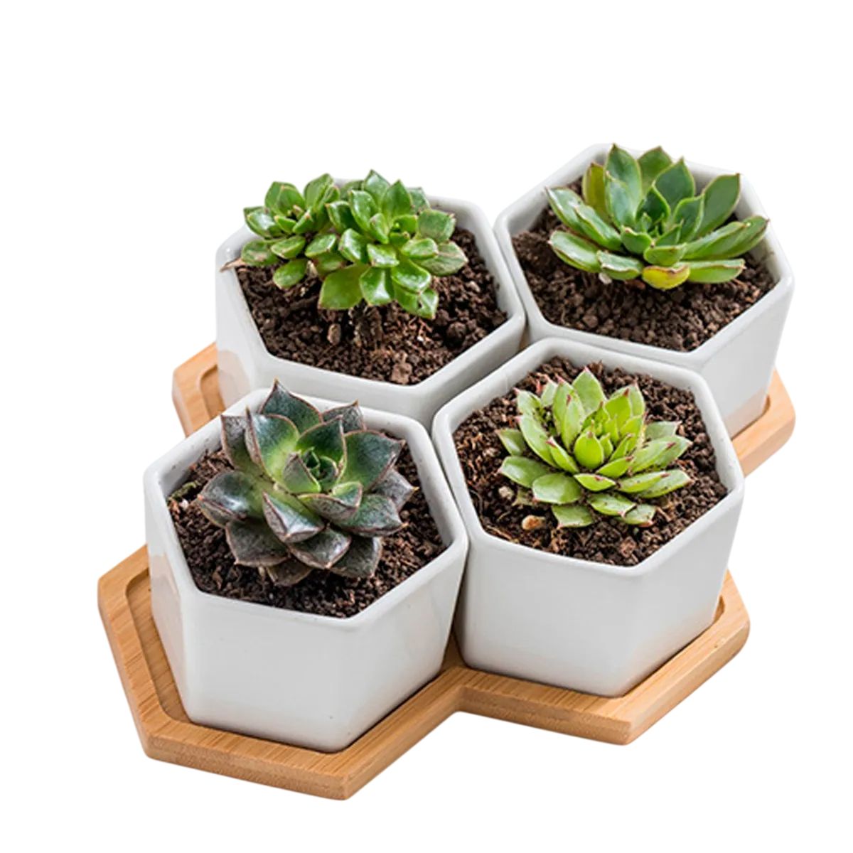 GENERICO - Macetero Para Suculentas Hexagonal De Ceramica 4 piezas