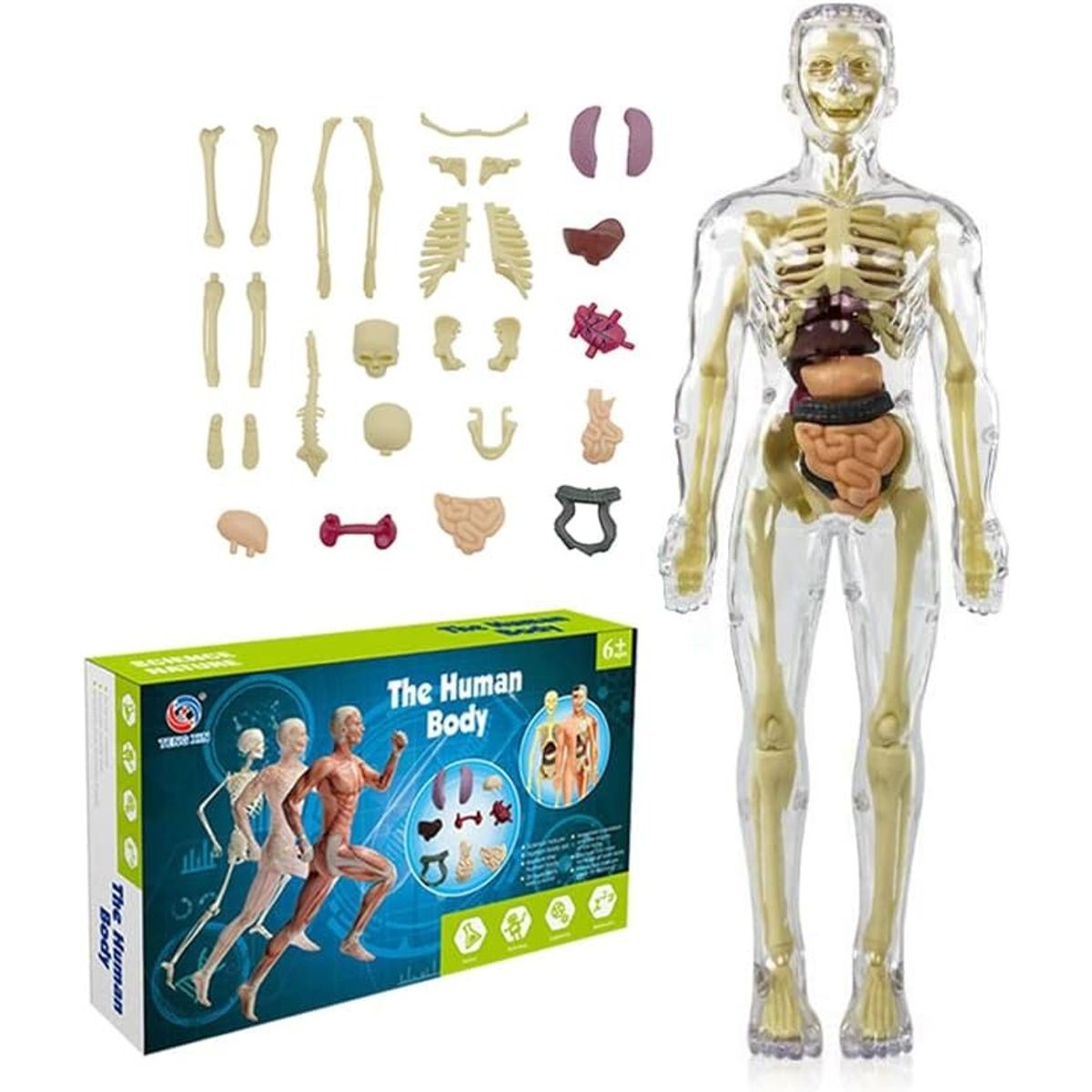 GENERICO - Modelo Anatómico Cuerpo Partes Extraíbles Transparente