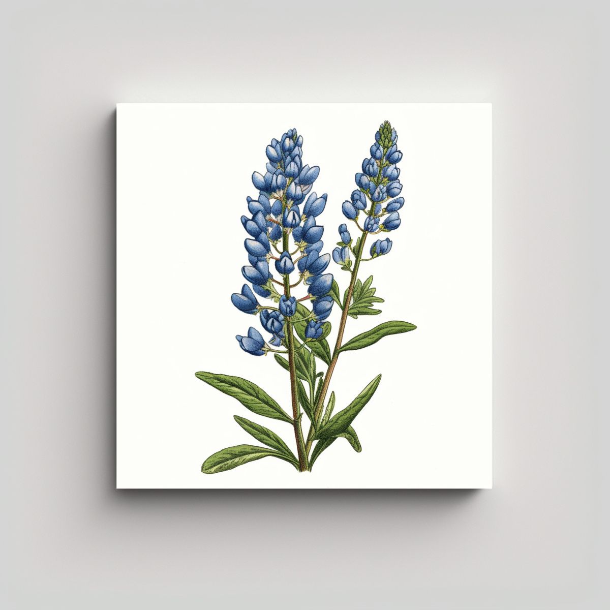 GENERICO - Ilustración Clásica De Bluebonnet Arte De 90x90 Cm.