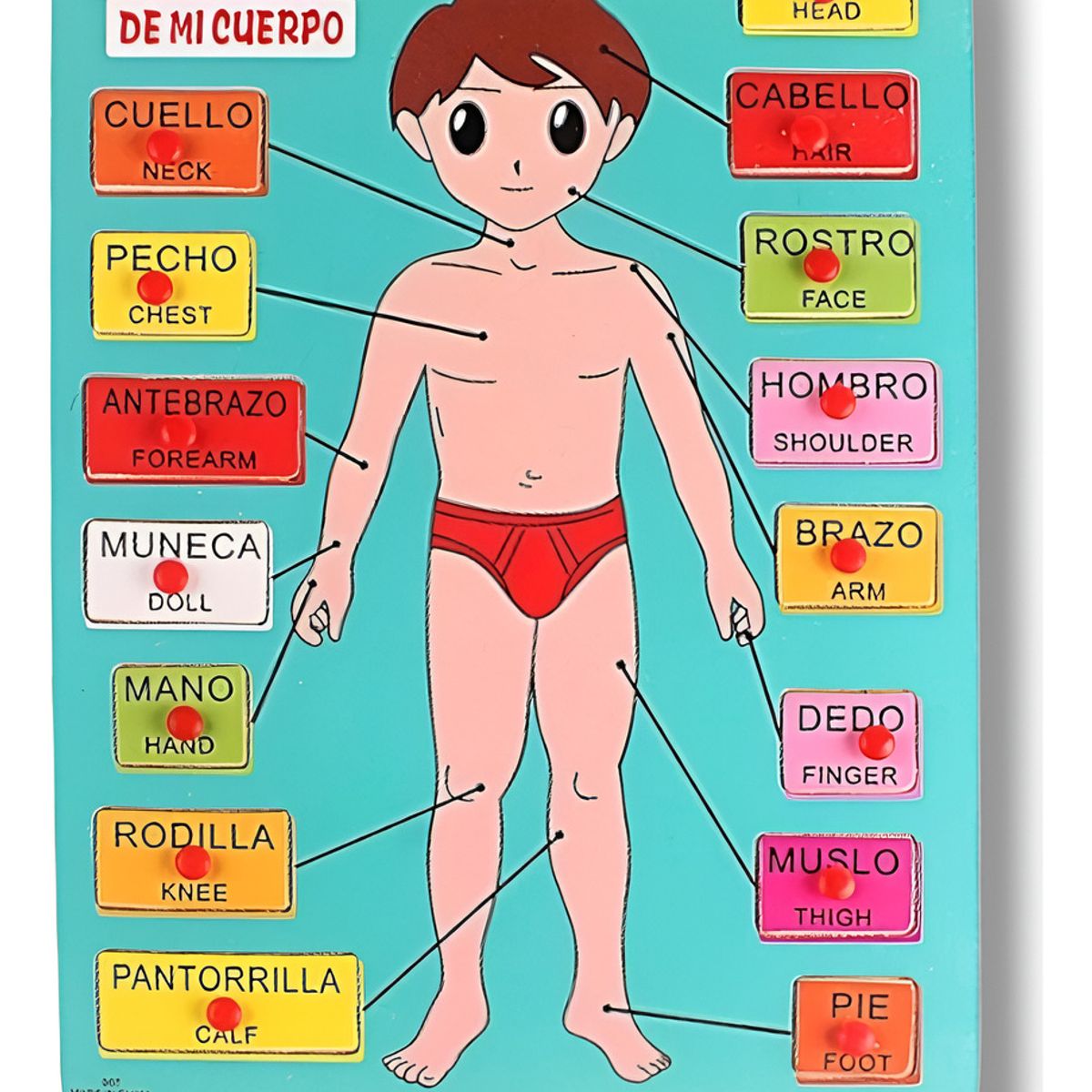 GENERICO - Partes Del Cuerpo Humano - 15 Piezas De Madera - Montessori