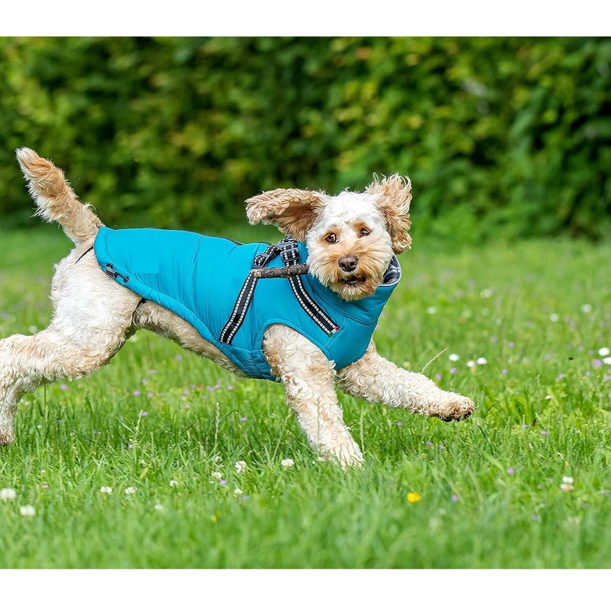 GENERICO - Chaqueta forro polar escocés perro medianoTalla XXL TURQUEZA