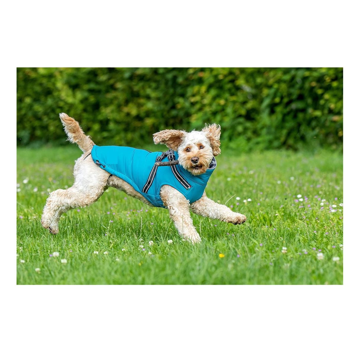 GENERICO - Chaqueta forro polar escocés perro medianoTalla XXL TURQUEZA