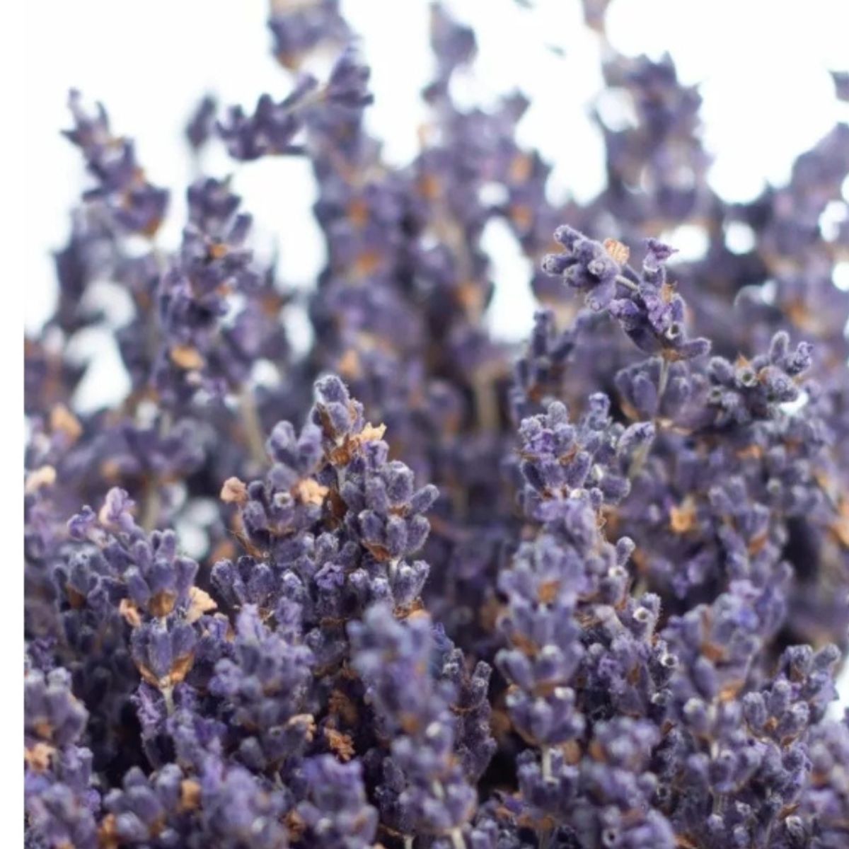 GENERICO - Flores Secas Ramo De Lavanda Natural Con Aroma