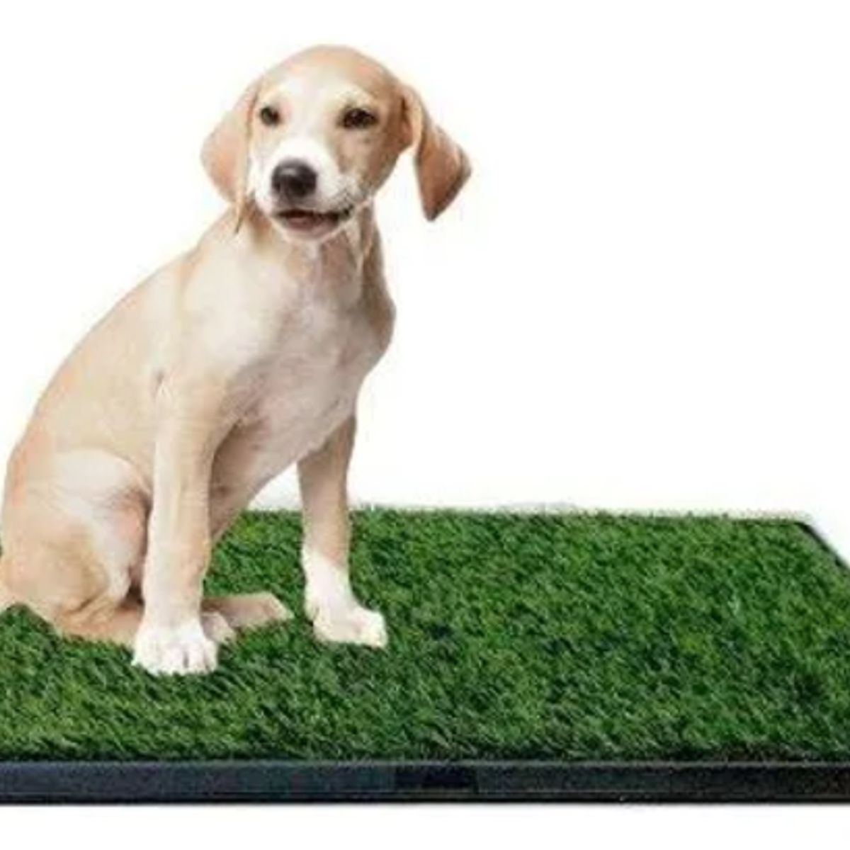 GENERICO - Baño P Mascota Portátil Ecológico Entrenamiento Potty Patch
