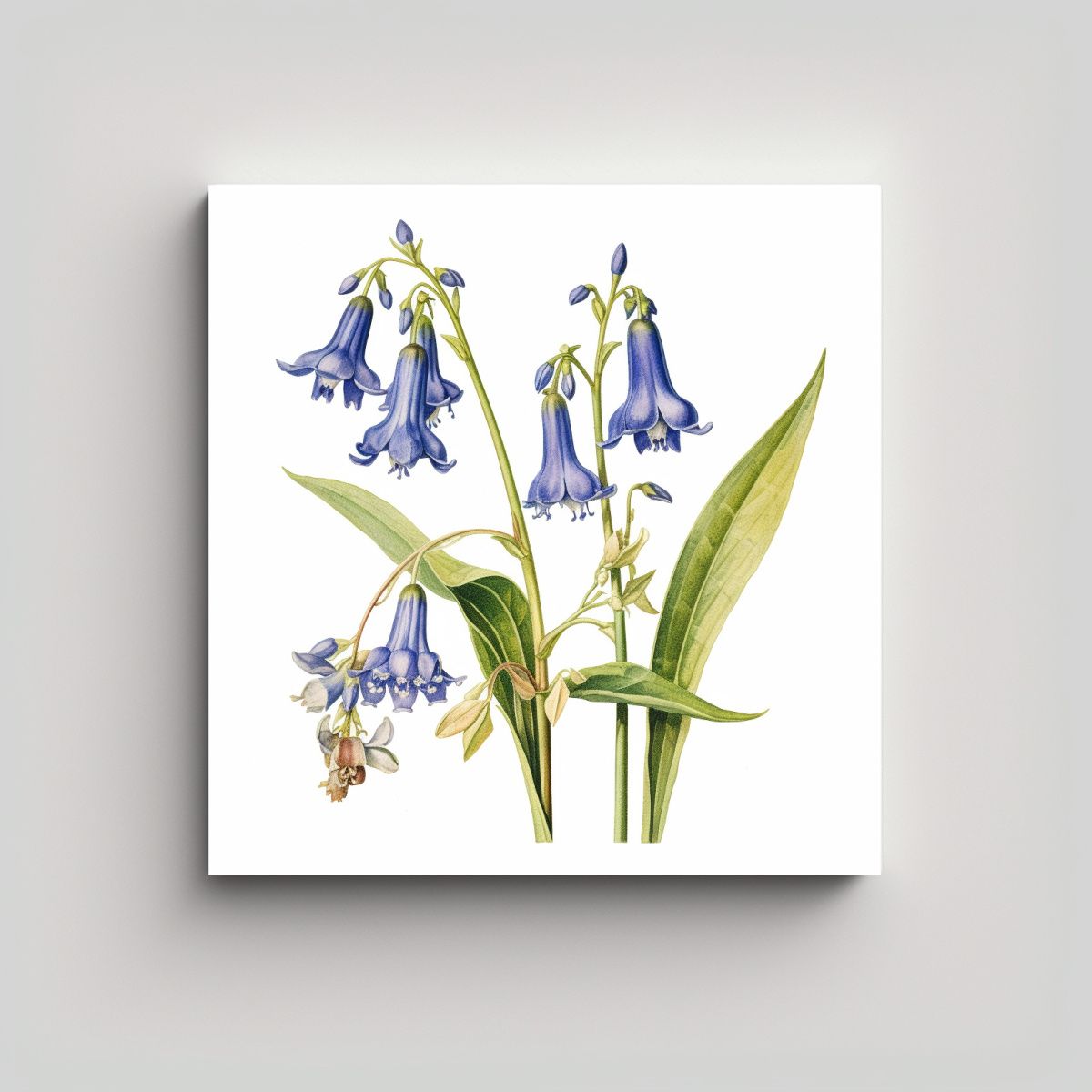 GENERICO - Ilustración Vintage De Campanilla Azul Arte 60x60 Cm