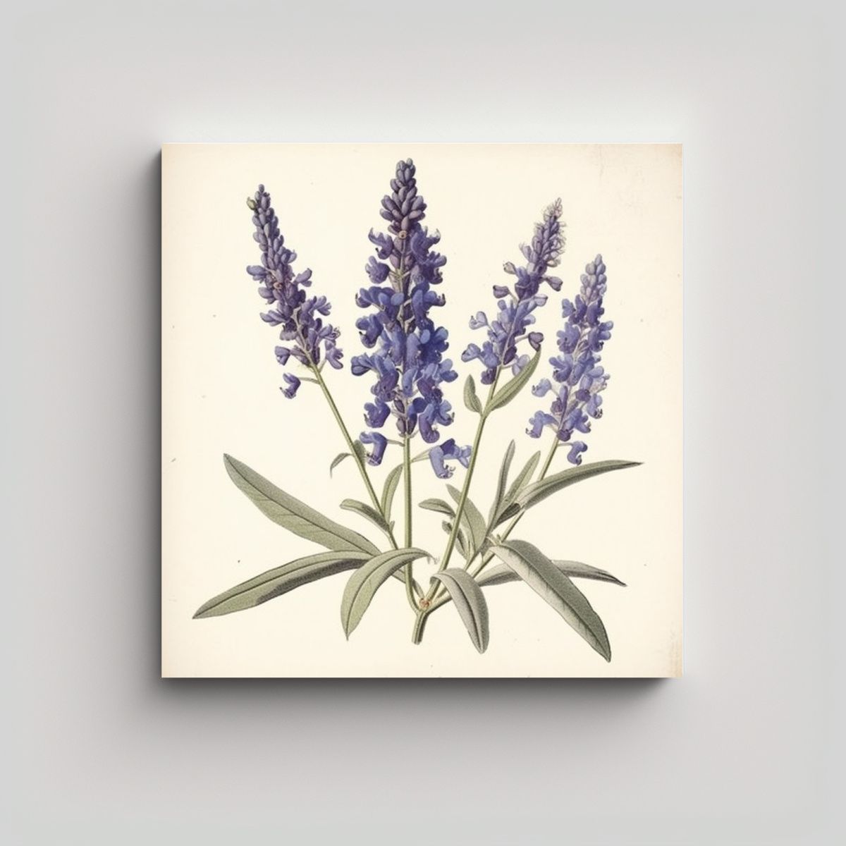 GENERICO - Cuadro Minimalista De Ilustración Botánica De 60x60 Cm.