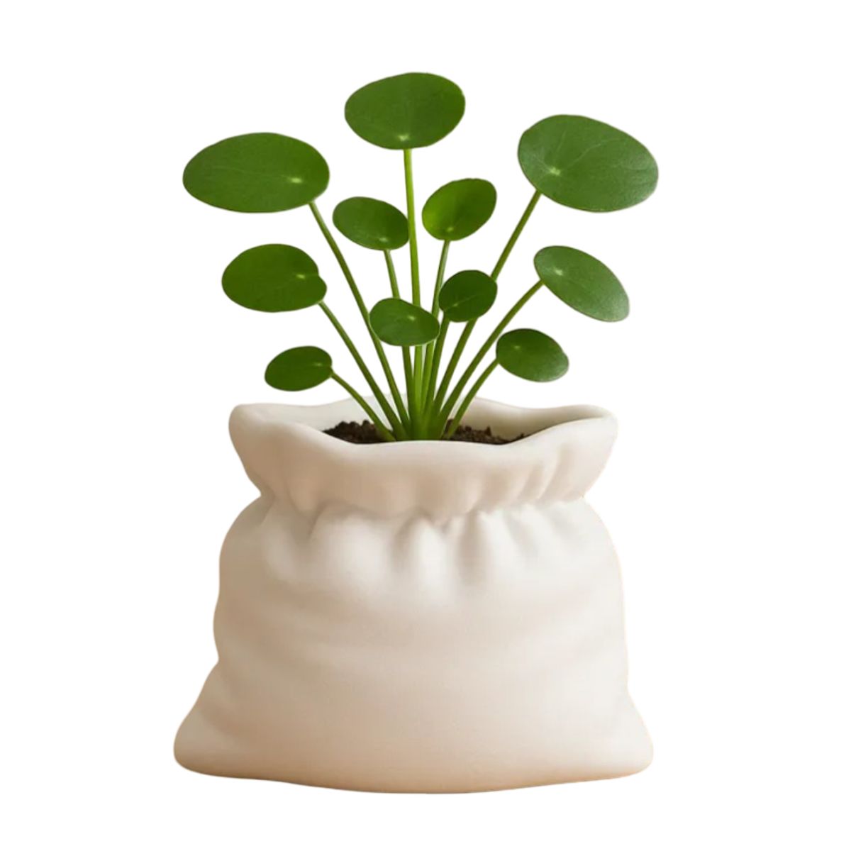 GENERICO - Macetero - Diseño Bolsa