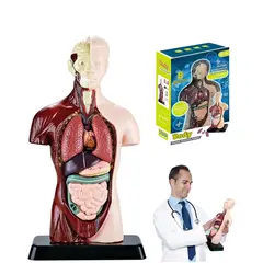 GENERICO - Juguete De Anatomía Torso Humano Realista