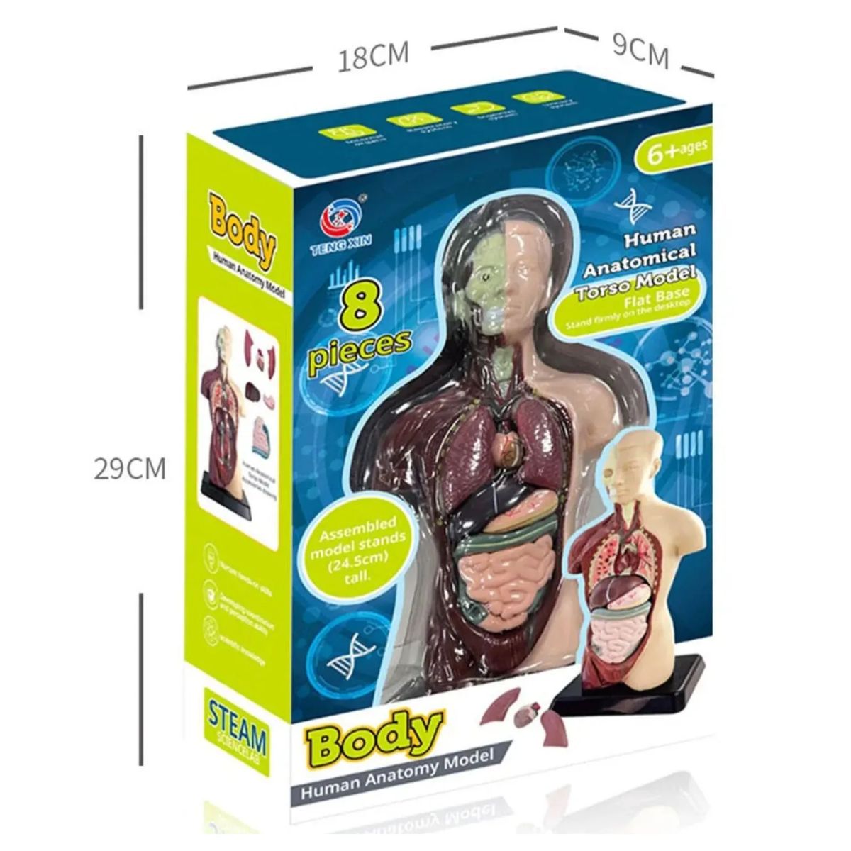 GENERICO - Juguete De Anatomía Torso Humano Realista