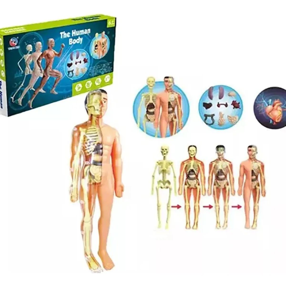 GENERICO - Juego Kit De Maqueta De Torso De Cuerpo Humano 3d