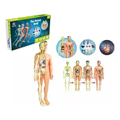 GENERICO - Juego Kit De Maqueta De Torso De Cuerpo Humano 3d