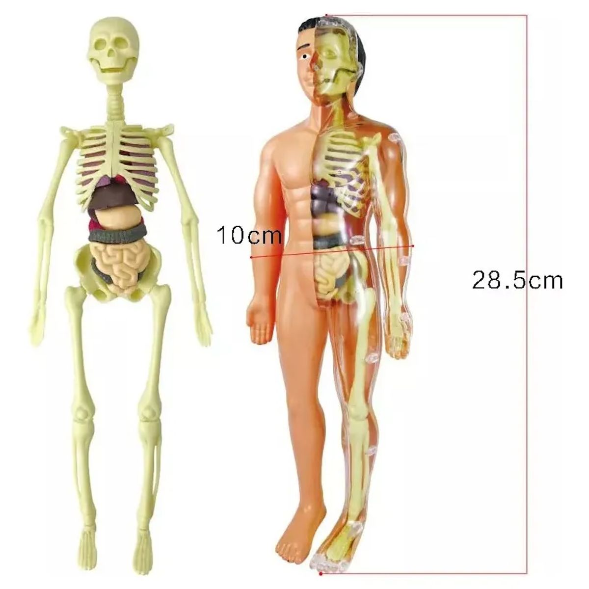 GENERICO - Juego Kit De Maqueta De Torso De Cuerpo Humano 3d