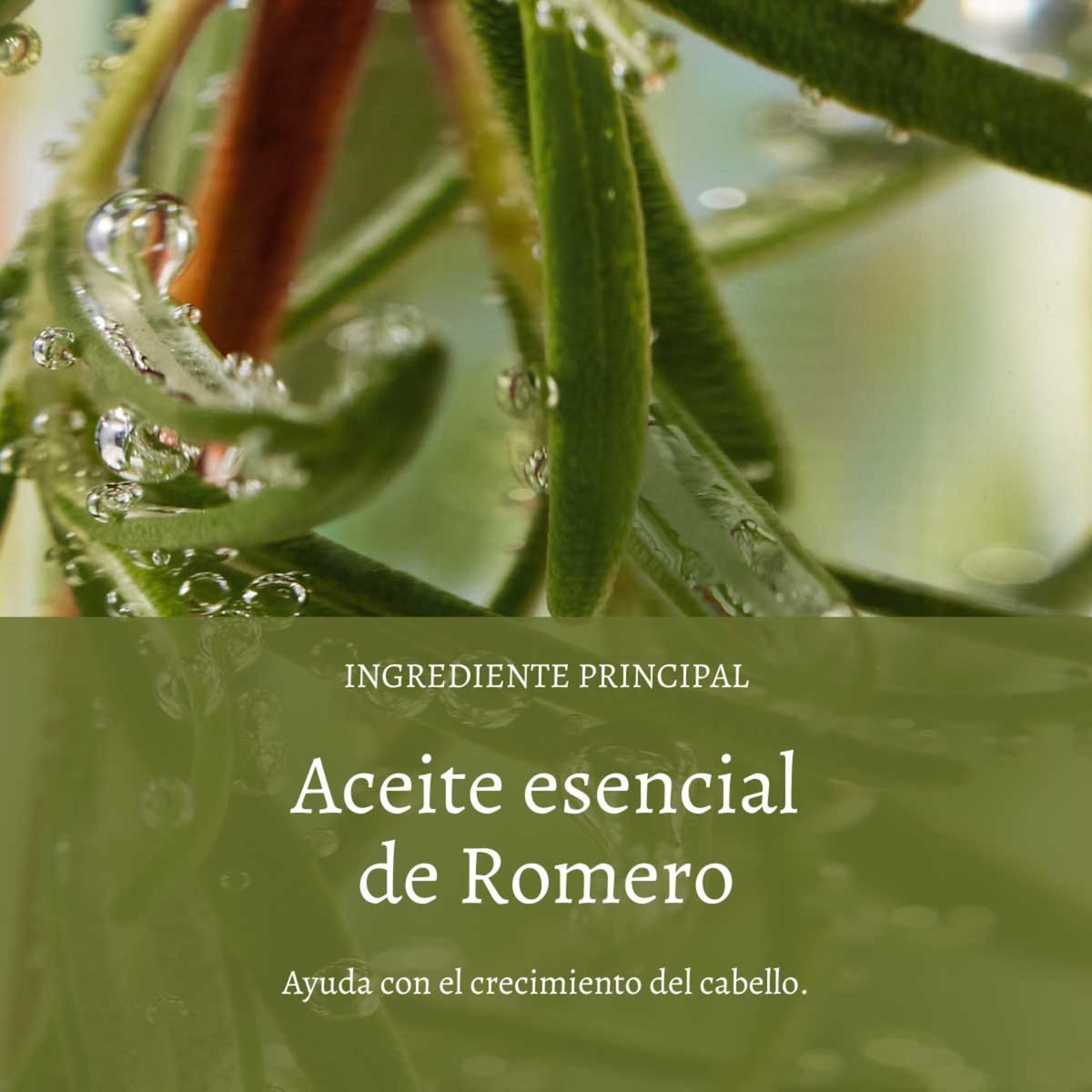LOCCITANE - Acondicionador Fuerza y Volumen 250 ml LOCCITANE