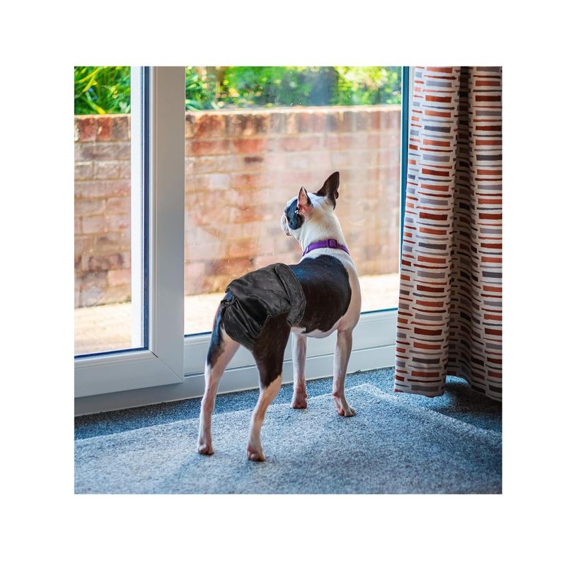 GENERICO - SET de 2 calzones para celo de perrita mediana Talla M