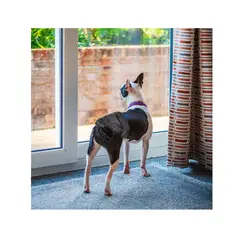 GENERICO - SET de 2 calzones para celo de perrita mediana Talla M