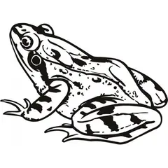 GENERICO - Decomural Toad Amphibian Frog WS-17756