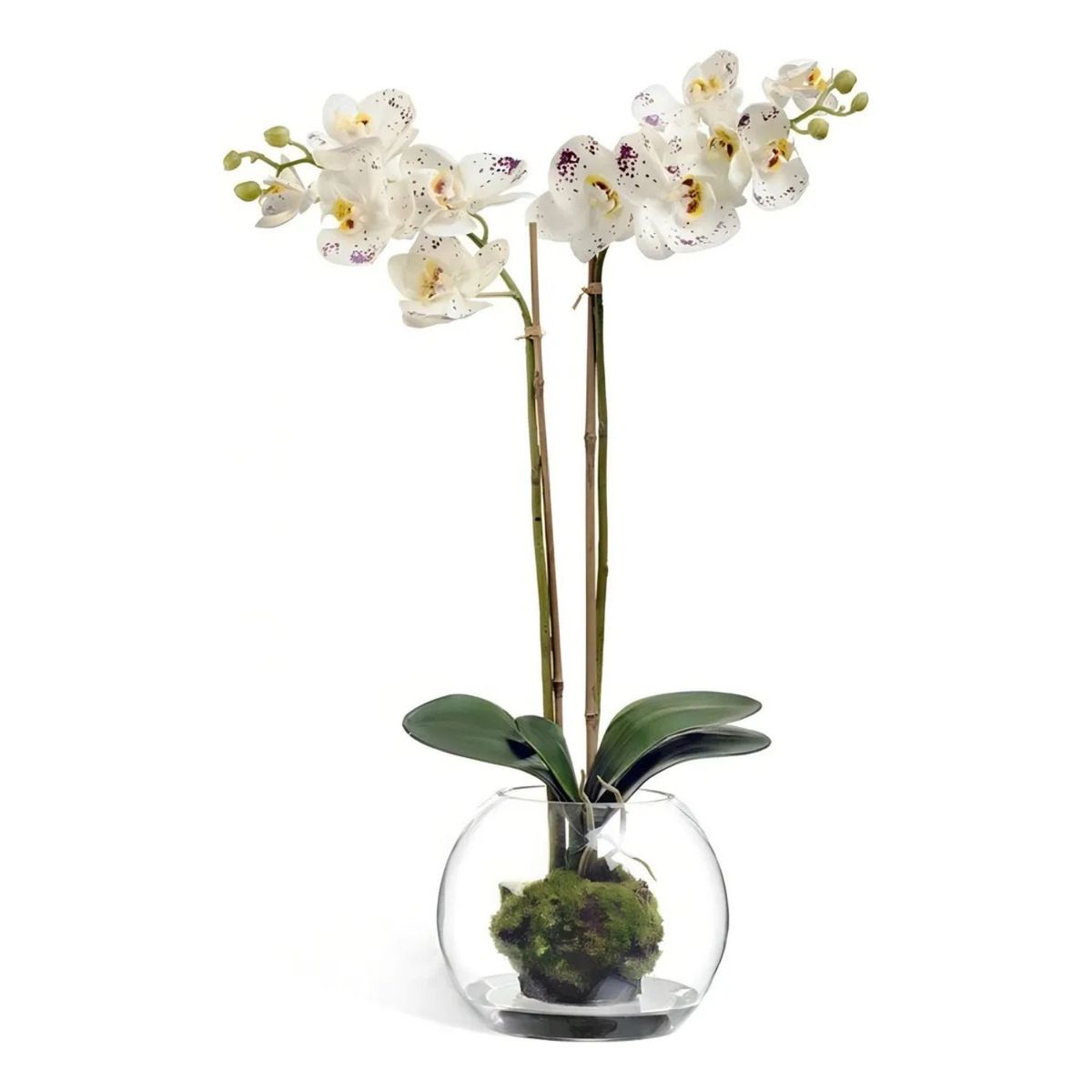 ALLEGRA - Florero Acuario 8cm Vidrio Redondo Transparente Allegra