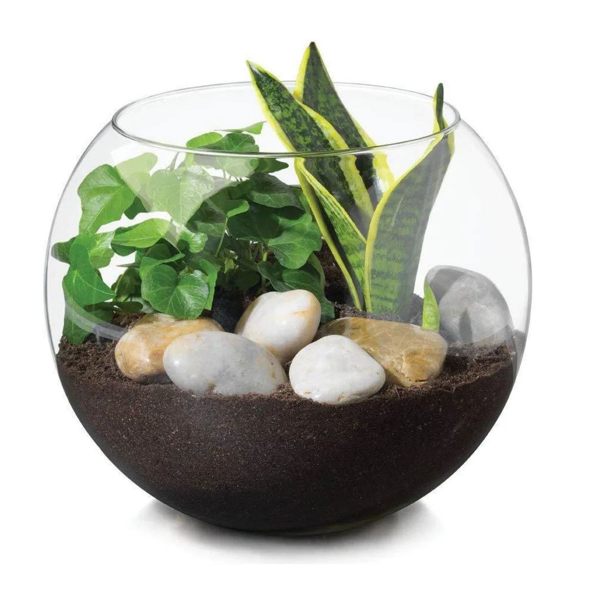 ALLEGRA - Florero Acuario 15cm Vidrio Centro Mesa Decoracion Allegra