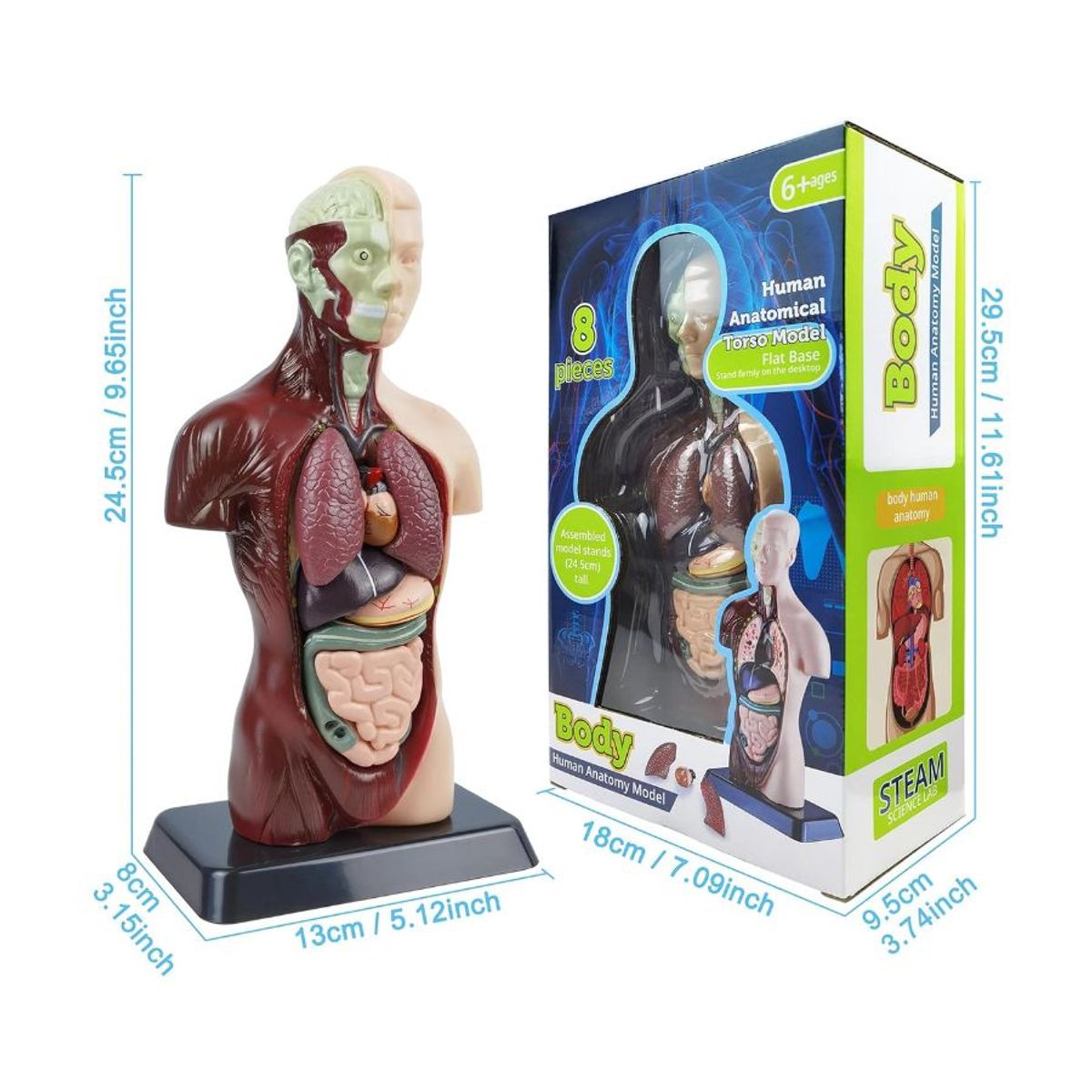 GENERICO - Kit Maqueta Organos Cuerpo Humano 3d Desmontable Educativo