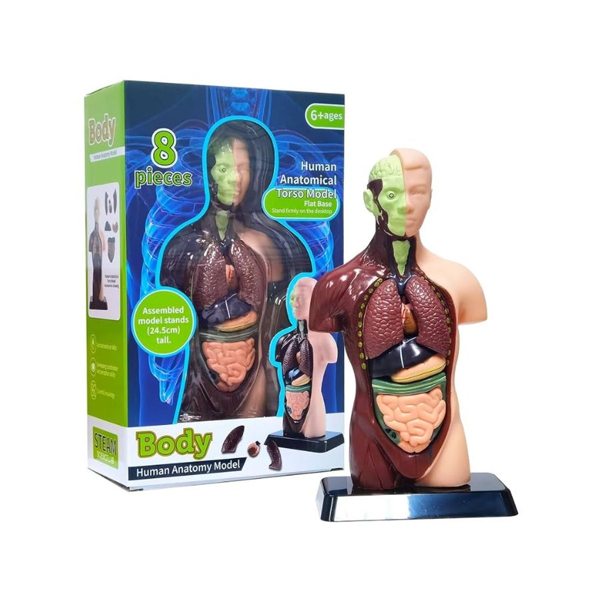 GENERICO - Kit Maqueta Organos Cuerpo Humano 3d Desmontable Educativo