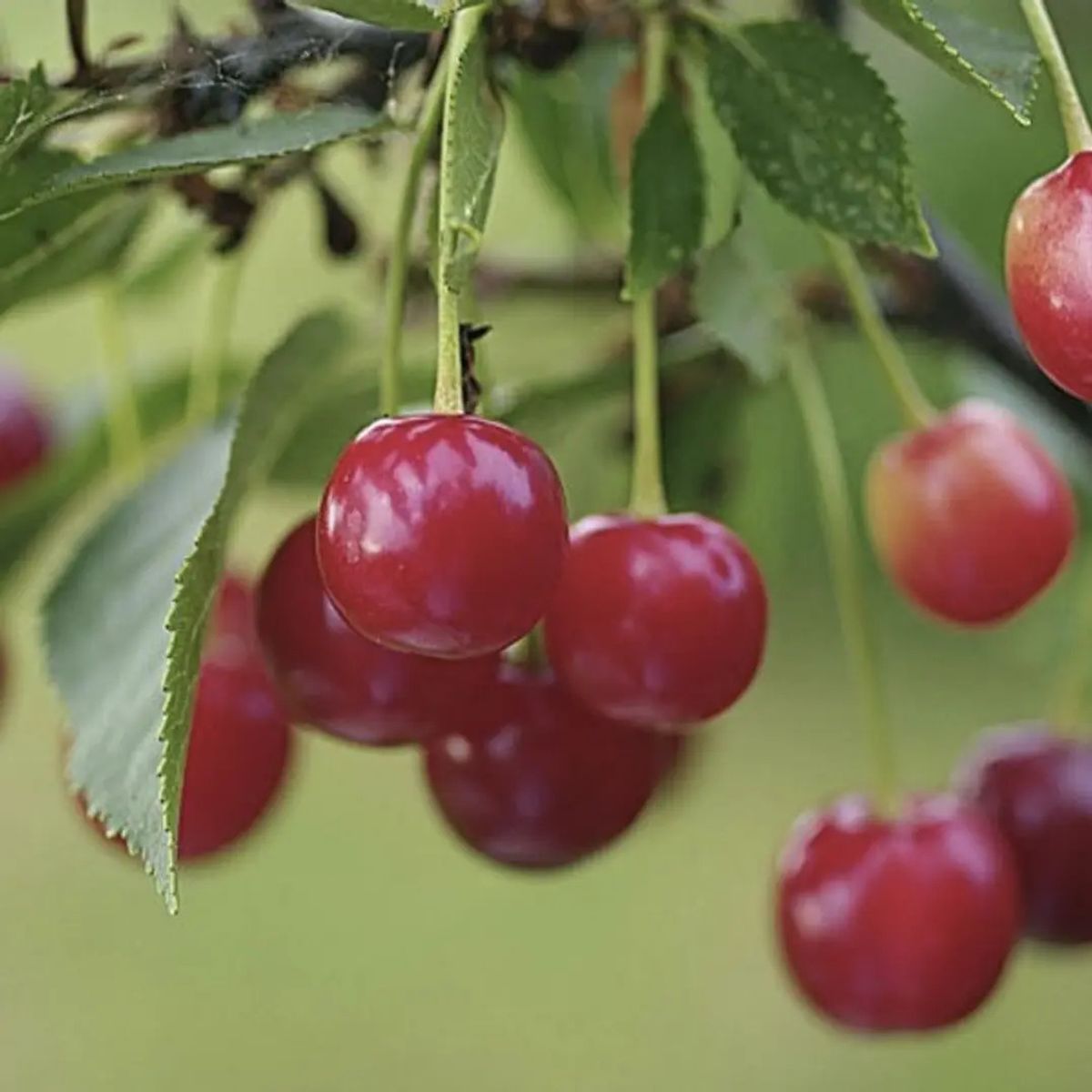 CAMELIA Y LAVANDA - Cerezo Corazón de Paloma