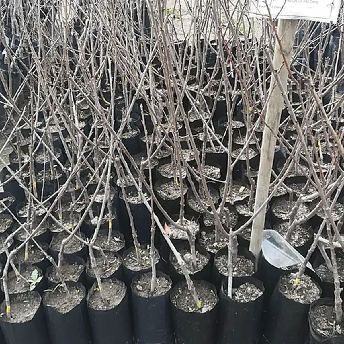 CAMELIA Y LAVANDA - Cerezo Corazón de Paloma