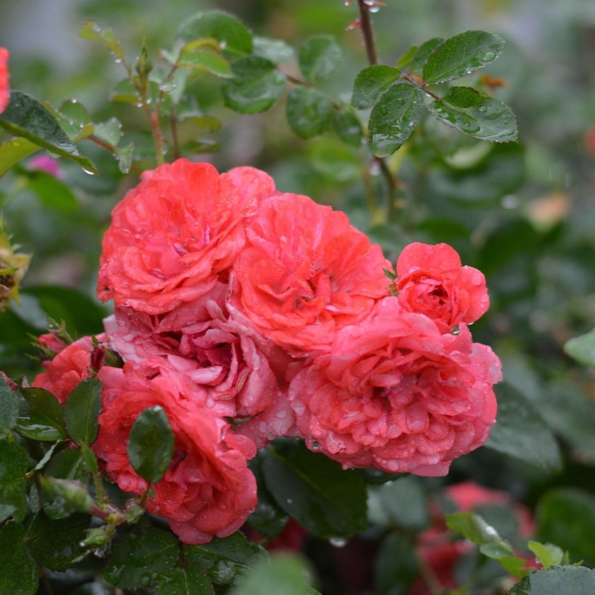 CAMELIA Y LAVANDA - Rosa Coral Drift 20 cm