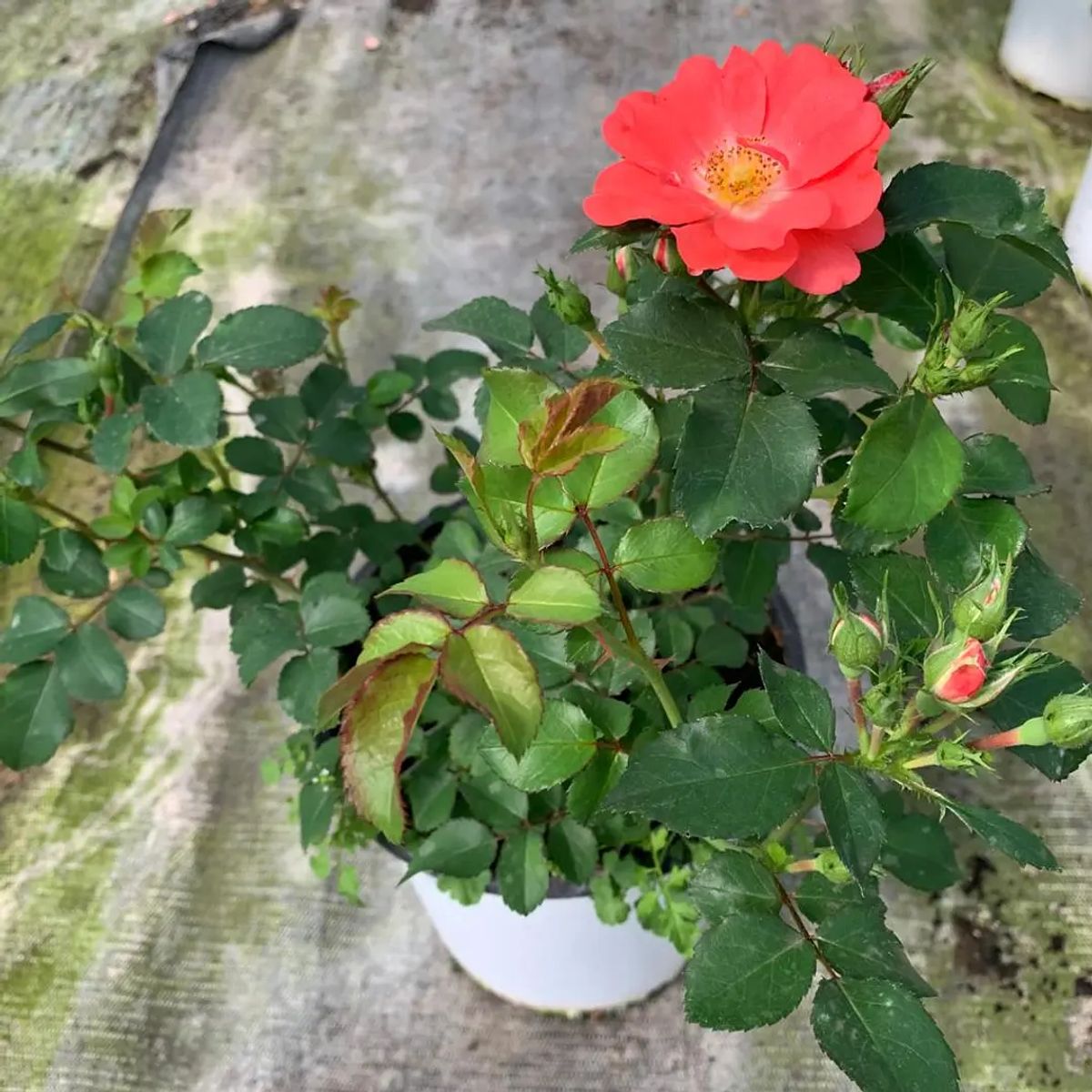 CAMELIA Y LAVANDA - Rosa Coral Drift 20 cm